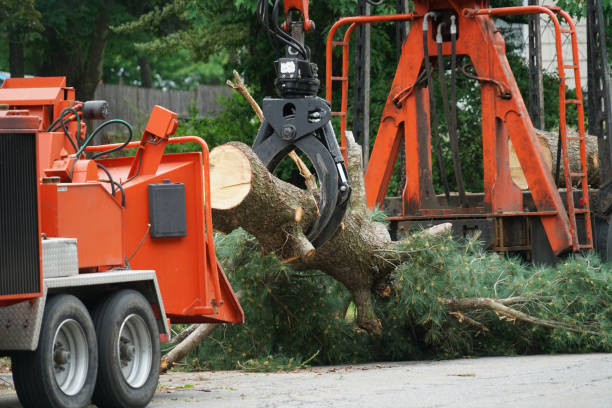 Best Commercial Tree Services  in Butler, GA